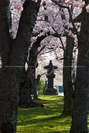HD_STC-86 - Stone Lantern seen through tree trunks in grove near Tidal Basin in Washington, DC. HD_STC-86 - Stone Lantern seen through tree trunks in grove near Tidal Basin in Washington, DC.