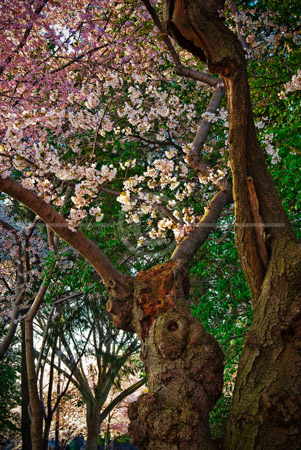 HD_STC-87 - Two older Cherry Trees in full bloom near the Tidal Basin HD_STC-87 - Two older Cherry Trees in full bloom near the Tidal Basin