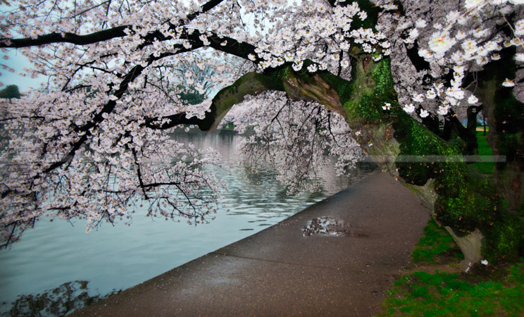HD_STC-88 - The walkway on the edge of the Tidal Basin with the branches of some of the older cherry trees on a rainy spring morning. HD_STC-88 - The walkway on the edge of the Tidal Basin with the branches of some of the older cherry trees on a rainy spring morning.