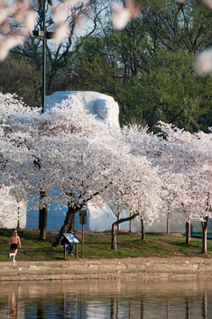 HD_STC-89 - MLK Memorial seen peaking from behind cherry blossoms, Tidal Basin, Washington, DC. HD_STC-89 - MLK Memorial seen peaking from behind cherry blossoms, Tidal Basin, Washington, DC.