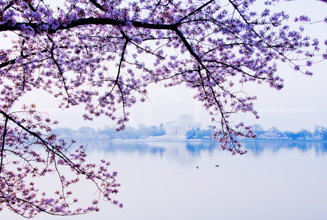 HD_STC-90 - Early morning view of Jefferson Memorial through blossom-covered branches just before sunrise. HD_STC-90 - Early morning view of Jefferson Memorial through blossom-covered branches just before sunrise.