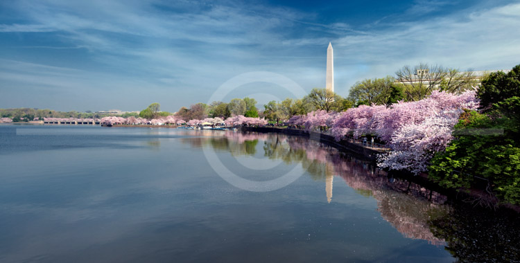 HD_STC-99 - Panorama of Tidal Basin near paddle boat dock during cherry blossom season